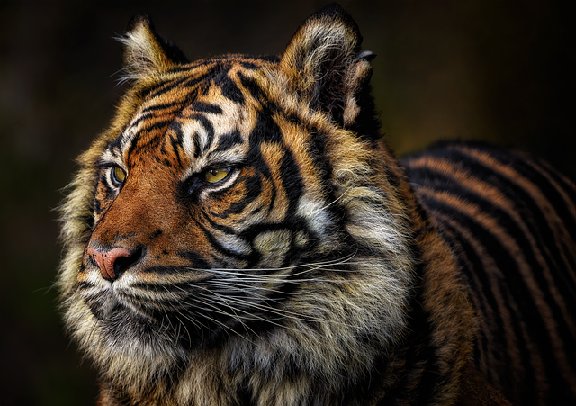 虎のイメージ写真